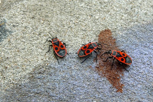 Rood-zwarte vuurwantsen in een park in Kazan, Rusland 2010