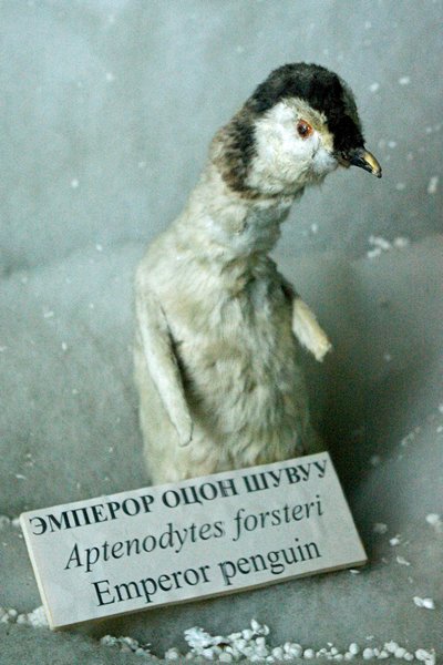Keizerpinguïn in Natuurhistorisch Museum van Ulaan Baatar, Mongolië 2010