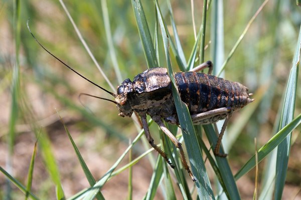 Krekel in Khustain NP, Mongolië 2010