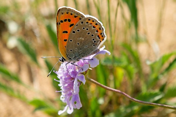 Vlinder op scabiosa, Khustain NP, Mongolië 2010