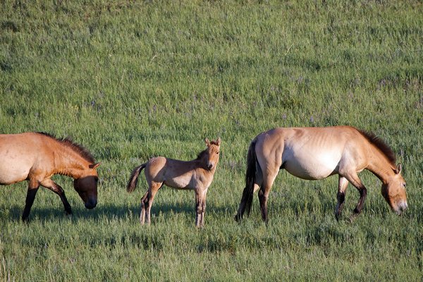 Przewalski paarden in Khustain NP, Mongolië 2010