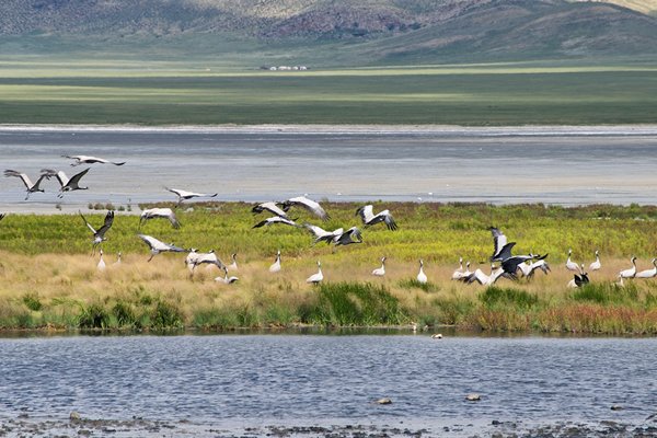 Meer met kraanvogels, Mongolië 2010
