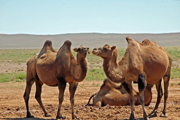 Kamelen in Gobi halfwoestijn, Mongolië 2010