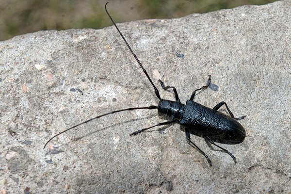 Boktor met grote voelsprieten, omgeving Kherlen rivier, Mongolië 2010