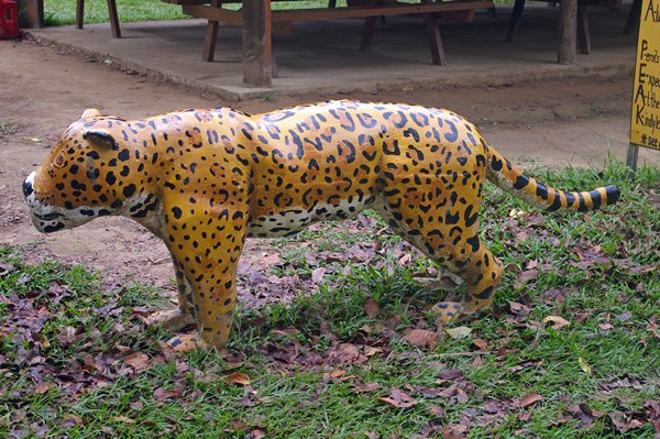 Geen jaguar gezien in Cockscomb Reserve, Belize 2014