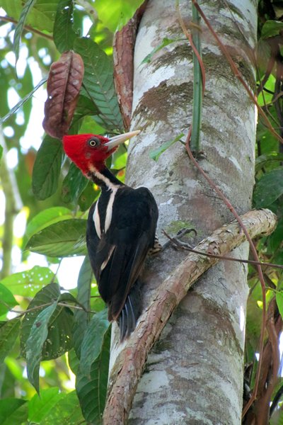 Lineated woodpecker (gestreepte helmspecht), Cockscomb Reserve, Belize 2014
