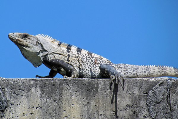 Grijs-wit-zwarte leguaan, Caye Caulker, Belize 2014
