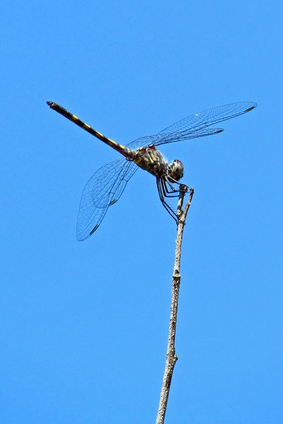 Acrobatische libel, Caye Caulker, Belize 2014