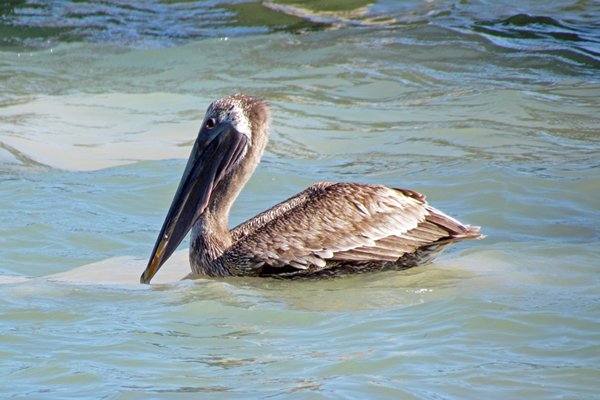 Bruine pelikaan op Caye Caulker, Belize 2014