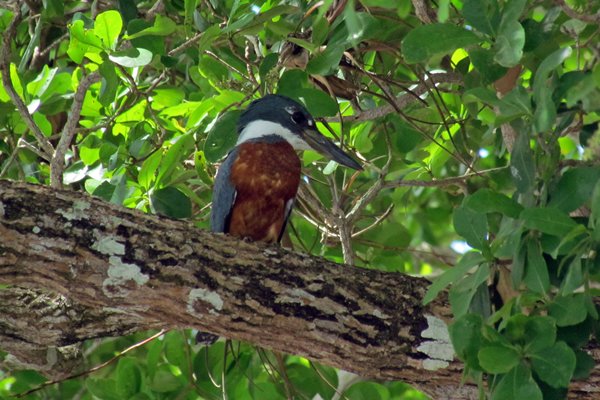 Ringed kingfisher (Amerikaanse reuzenijsvogel), Crooked Tree, Belize 2014