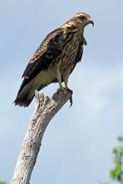 Snail kite (slakkenwouw), Crooked Tree, Belize 2014