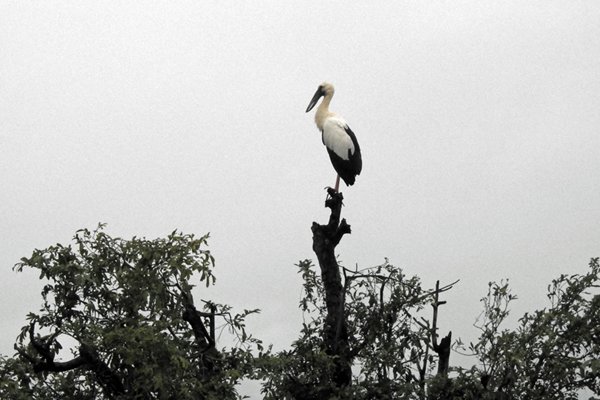 Asian openbill stork, Prek Toal, Cambodja 2015