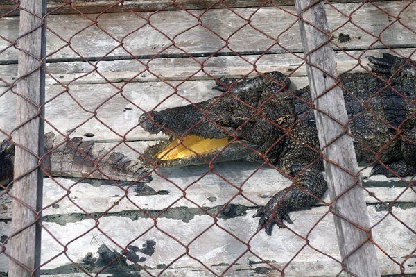 Krokodillenfarm in Prek Toal, Cambodja 2015