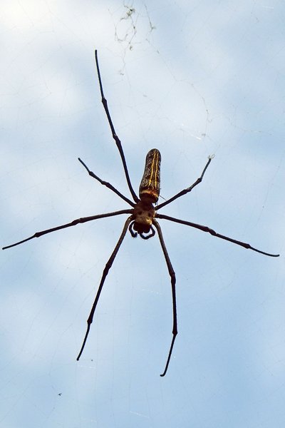 Grote spin in Mealea, Cambodja 2015