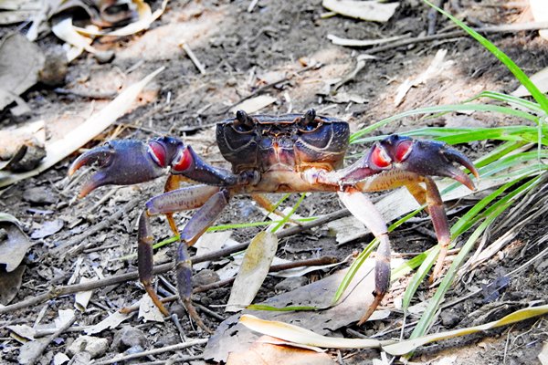 Krab bij Yeak Loam, Cambodja 2014
