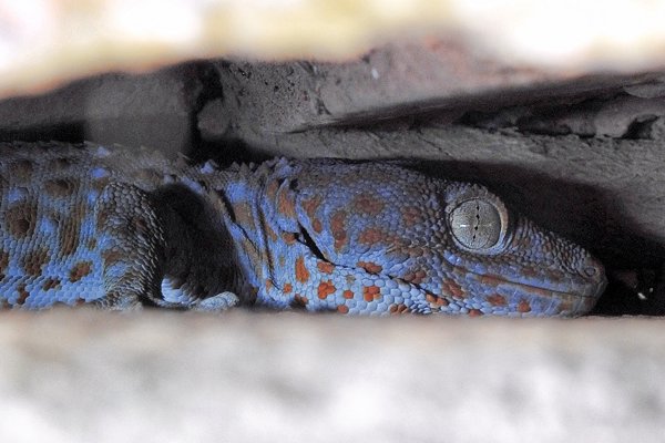 Blauwe gekko, Stung Treng, Cambodja 2015