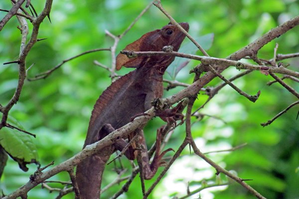 Helmbasilisk, PN Cahuita, Costa Rica 2014