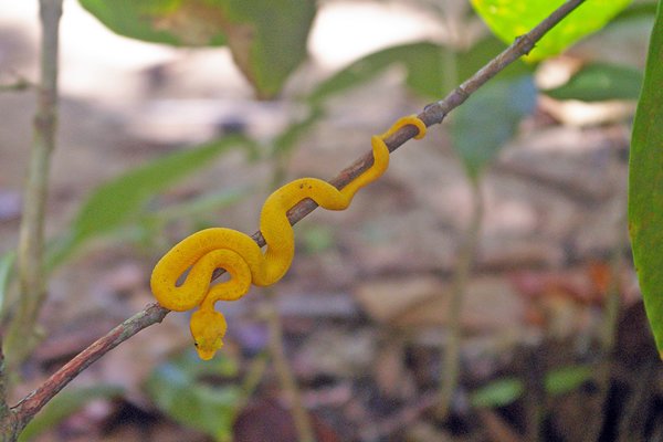 Wenkbrauwgroefkopadder, PN Cahuita, Costa Rica 2014