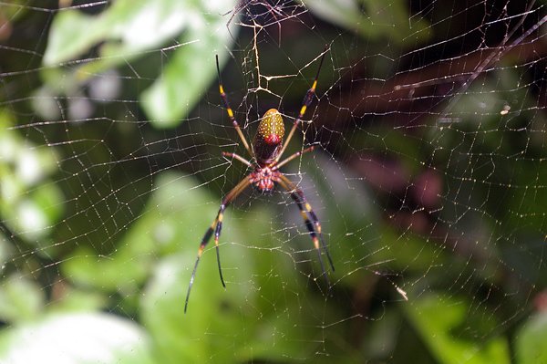 Golden silk orb-weaver, PN Cahuita, Costa Rica 2014