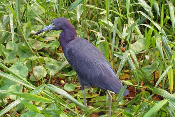 Kleine blauwe reiger in Tortuguero, Costa Rica 2014