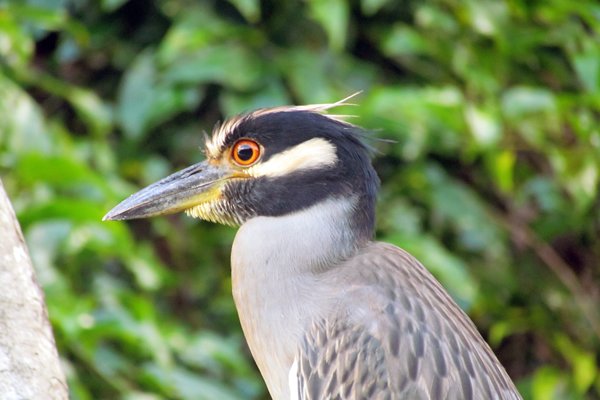 Yellow-crowned night heron (geelkruinkwak) in Tortuguero, Costa Rica 2014