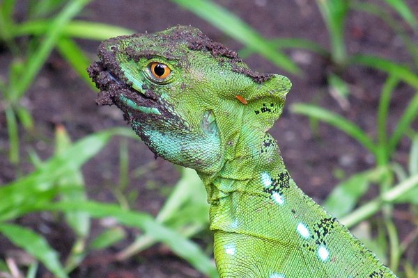 Vrouwtjesleguaan in Tortuguero, Costa Rica 2014