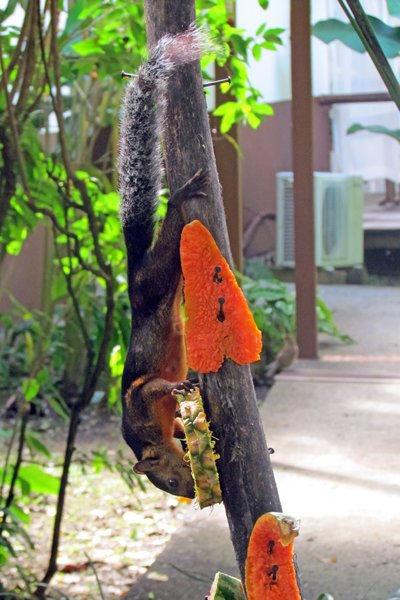 Eekhoorn op een voederplank in Saripiquí, Costa Rica 2014