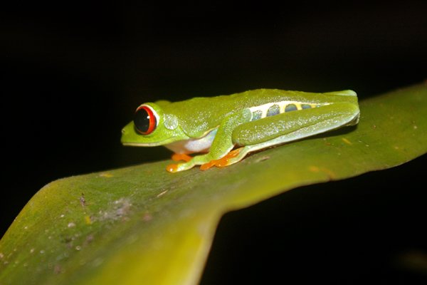 Roodoogmakikikker, Sarapiquí, Costa Rica 2014
