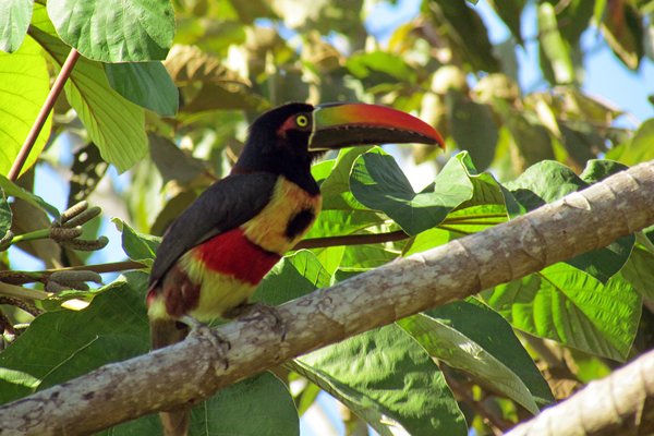 Fiercy-billed aracari (vuursnavelarassari), Corcovado, Costa Rica 2014