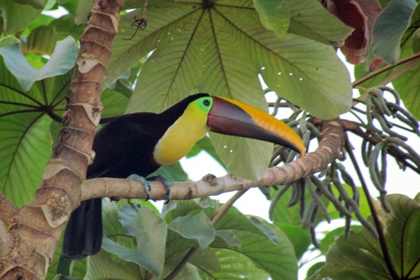 Chestnut-mandibled toucan (Swainsons toekan), Corcovado, Costa Rica 2014