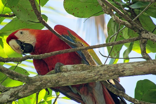 Geelvleugelara, Corcovado, Costa Rica 2014