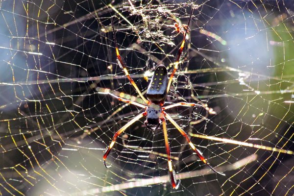 Golden silk orb-weaver, Hacienda Barú, Costa Rica 2014