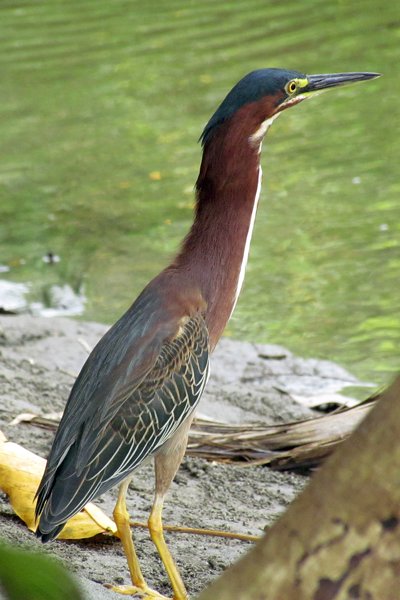 Groene reiger in Manuel Antonio, Costa Rica 2014