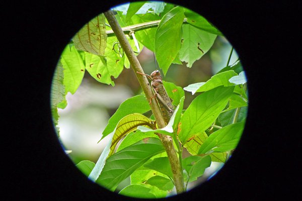 Tropidacris cristata dux, Manuel Antonio NP, Costa Rica 2014