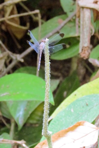Lichtblauwe libelle in Manuel Antonio NP, Costa Rica 2014