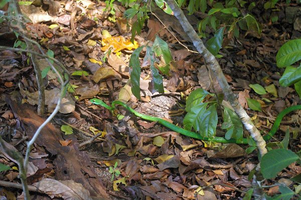 Green parrot snake, Manuel Antonio NP, Costa Rica 2014