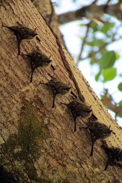 Zes long-nosed bats op rij, Manuel Antonio NP, Costa Rica 2014