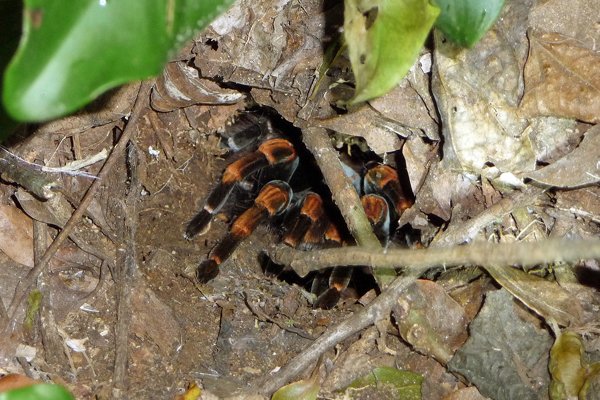 Mexicaanse roodknie vogelspin, Monteverde, Costa Rica 2014