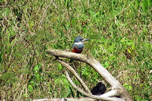 IJsvogel op het Arenal meer, Costa Rica 2014