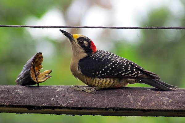 Golden-fronted woodpecker (goudvoorhoofdspecht), La Fortuna, Costa Rica 2014