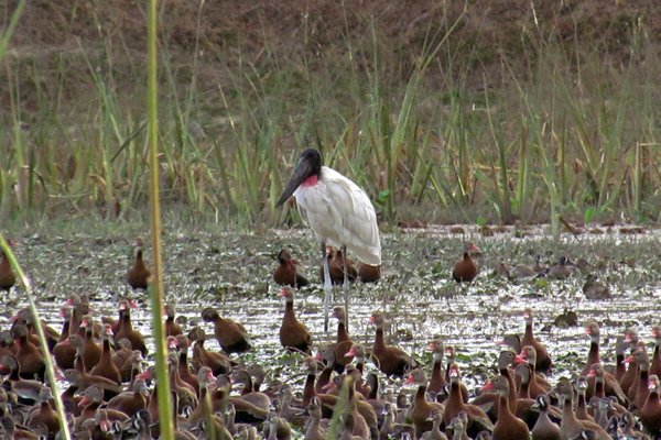 Jabiru, Rincón de la Vieja, Costa Rica 2014