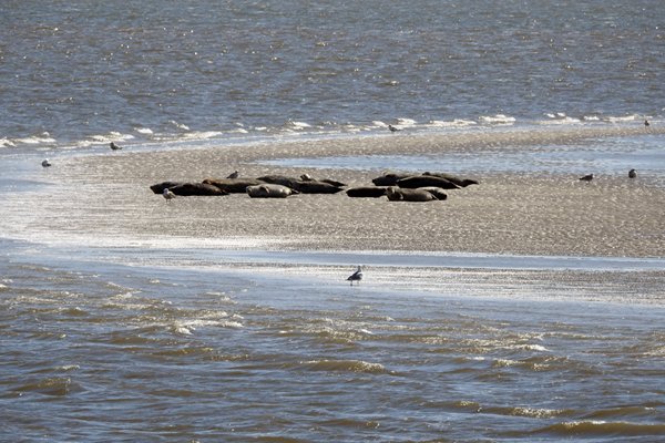 Zeehonden in de Waddenzee, 2015