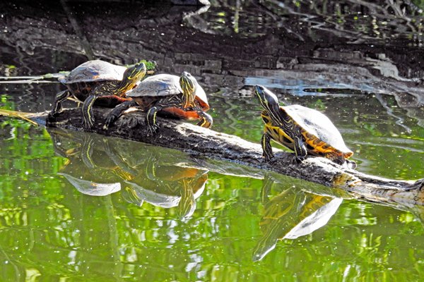 Schildpadden bij Ooij