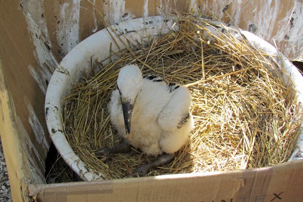 Jonge ooievaar in vogelringstation bij Balatonmeer, Hongarije 2012