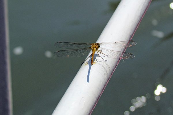 Libelle op onze boot in de Donau delta, Roemeniƫ 2012
