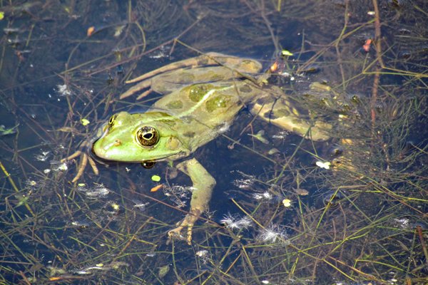 Kikker in de Donau delta, Roemenië 2010