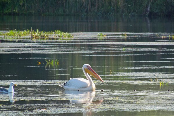 Roze pelikaan in de Donau delta, Roemenië 2012