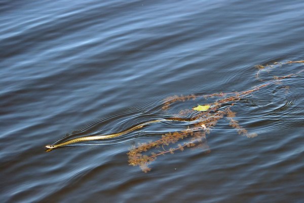 Slangetje (natrix natrix) scheert over het water, Donau delta, Roemenië 2010