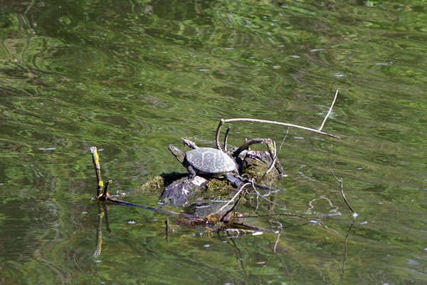 Schildpad in de Donau delta, Roemenië 2012