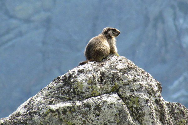 Bergmarmot in de Hoge Tatra, Slowakije 2012